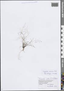 Полевичка амурская Prob., Восточная Европа, Волжско-Камский район (E7) (Россия)