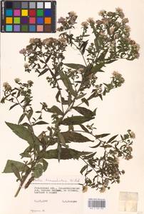Symphyotrichum lanceolatum (Willd.) G. L. Nesom, Восточная Европа, Волжско-Камский район (E7) (Россия)