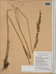 Lolium arundinaceum (Schreb.) Darbysh., Западная Европа (EUR) (Великобритания)