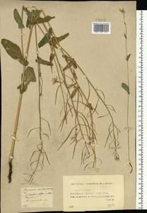 Brassica rapa subsp. sylvestris (L.) Janch., Восточная Европа, Средневолжский район (E8) (Россия)