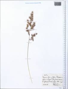 Poaceae, Африка (AFR) (Эфиопия)