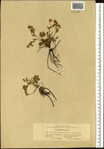Лапчатка распростертая Willd. ex D. F. K. Schltdl., Сибирь, Алтай и Саяны (S2) (Россия)