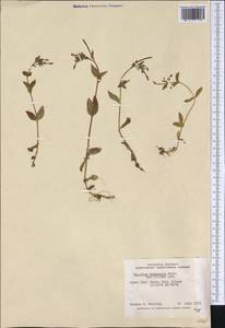 Кипрей Хорнемана, Кипрей Горнемана Rchb., Америка (AMER) (Канада)