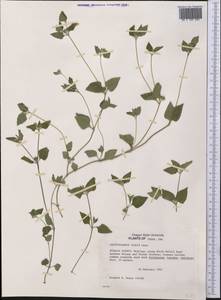 Calyptocarpus vialis Less., Америка (AMER) (США)