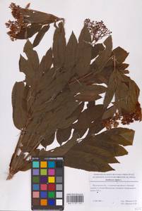 Бузина травянистая, Бузина травяная L., Восточная Европа, Московская область и Москва (E4a) (Россия)