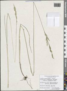 Lolium pratense (Huds.) Darbysh., Восточная Европа, Центральный лесостепной район (E6) (Россия)