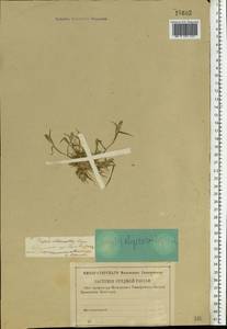 Sporobolus alopecuroides (Piller & Mitterp.) P.M.Peterson, Восточная Европа, Центральный лесной район (E5) (Россия)