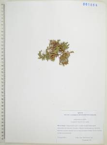 Плаунок наскальный (L.) Spring, Сибирь, Дальний Восток (S6) (Россия)