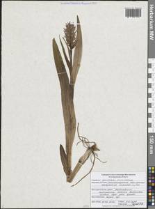 Пальчатокоренник мясо-красный (L.) Soó, Восточная Европа, Центральный лесостепной район (E6) (Россия)