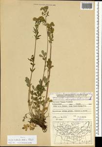 Лапчатка пижмолистная Willd. ex D. F. K. Schltdl., Монголия (MONG) (Монголия)