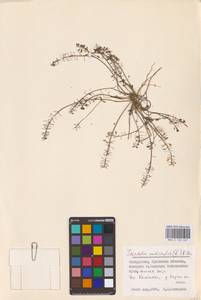 Тисдайлия голостебельная (L.) W.T.Aiton, Восточная Европа, Белоруссия (E3a) (Белоруссия)