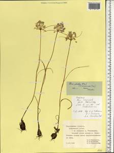Лук крымский (Besser ex Rchb.) K.Richt., Восточная Европа, Центральный лесостепной район (E6) (Россия)