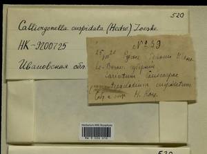 Calliergonella cuspidata (Hedw.) Loeske, Гербарий мохообразных, Мхи - Центральное Нечерноземье (B6) (Россия)