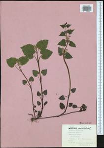 Яснотка пятнистая (L.) L., Восточная Европа, Центральный район (E4) (Россия)