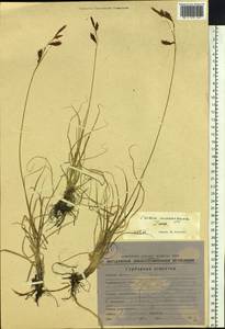 Осока каменистая, Сибирь, Якутия (S5) (Россия)