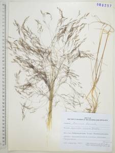 Полевица шероховатая Willd., Сибирь, Дальний Восток (S6) (Россия)