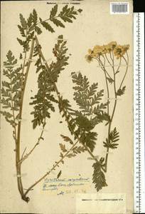 Tanacetum corymbosum subsp. corymbosum, Восточная Европа, Московская область и Москва (E4a) (Россия)