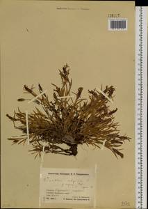 Гвоздика ползучая Willd., Сибирь, Чукотка и Камчатка (S7) (Россия)