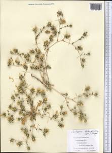 Centaurea bruguiereana subsp. belangeriana (DC.) Bornm., Средняя Азия и Казахстан, Сырдарьинские пустыни и Кызылкумы (M7) (Узбекистан)