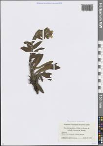 Гуния красивая (Willd. ex Roem. & Schult.) Greuter & Burdet, Кавказ, Краснодарский край и Адыгея (K1a) (Россия)