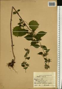 Белокудренник черный L., Восточная Европа, Средневолжский район (E8) (Россия)