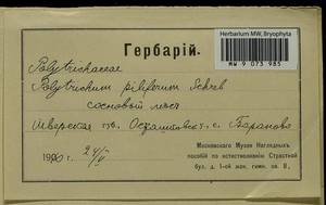 Polytrichum piliferum Hedw., Гербарий мохообразных, Мхи - Центральное Нечерноземье (B6) (Россия)