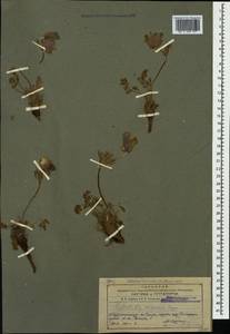 Pulsatilla armena (Boiss.) Rupr., Кавказ, Азербайджан (K6) (Азербайджан)