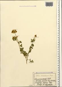 Lotus corniculatus subsp. corniculatus, Кавказ, Армения (K5) (Армения)