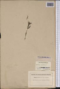 Gratiola virginiana L., Америка (AMER) (США)