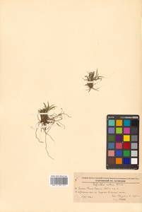 Тофильдия ярко-красная Richardson, Сибирь, Дальний Восток (S6) (Россия)