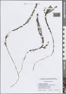 Водяника черная, Шикша черная L., Восточная Европа, Северо-Западный район (E2) (Россия)