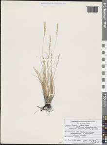 Овсяница скальная, Овсяница каменистая Heuff., Восточная Европа, Центральный лесостепной район (E6) (Россия)