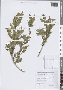 Марь белая L., Сибирь, Прибайкалье и Забайкалье (S4) (Россия)