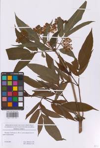 Бузина травянистая, Бузина травяная L., Восточная Европа, Московская область и Москва (E4a) (Россия)