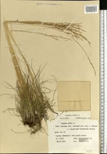 Овсяница овечья L., Восточная Европа, Белоруссия (E3a) (Белоруссия)