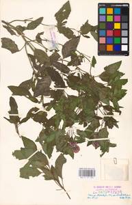 MHA 0 157 886, Мята водяная L., Восточная Европа, Эстония (E2c) (Эстония)