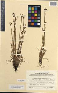 Luzula ×hybrida H. Lindb. ex Kirschner, Западная Европа (EUR) (Финляндия)