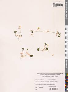 Viola crassa subsp. avatschensis (W.Becker & Hultén) Espeut, Сибирь, Чукотка и Камчатка (S7) (Россия)