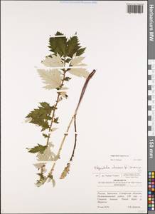Filipendula ulmaria subsp. picbaueri (Podp.) Smejkal, Восточная Европа, Средневолжский район (E8) (Россия)
