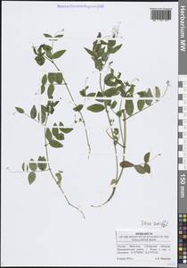 Горошек заборный L., Восточная Европа, Средневолжский район (E8) (Россия)