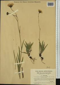 Hieracium bupleuroides subsp. schenkii (Griseb.) Nägeli & Peter, Западная Европа (EUR) (Австрия)