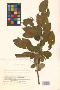 Яблоня лесная Mill., Восточная Европа, Нижневолжский район (E9) (Россия)