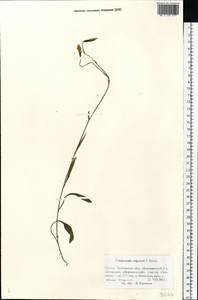 Колокольчик волжский (P.A.Smirn.) Fed., Восточная Европа, Центральный лесостепной район (E6) (Россия)