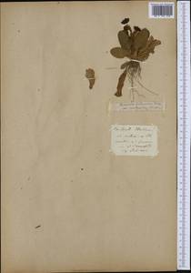 Primula veris subsp. columnae (Ten.) Maire & Petitm., Западная Европа (EUR)