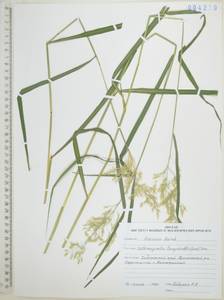 Вейник пурпурный (Trin.) Trin., Сибирь, Дальний Восток (S6) (Россия)