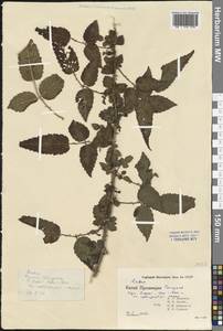 Ежевика, Зарубежная Азия (ASIA) (КНР)