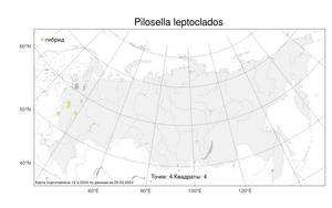 Pilosella leptoclados, Ястребиночка тонковетвистая (Peter) Soják, Атлас флоры России (FLORUS) (Россия)