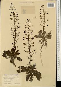 Verbascum suworowianum (K. Koch) Kuntze, Кавказ, Азербайджан (K6) (Азербайджан)