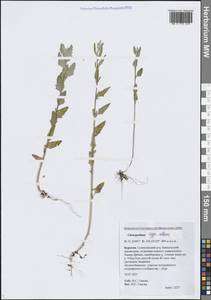 Марь белая L., Сибирь, Прибайкалье и Забайкалье (S4) (Россия)