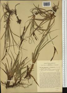 Carex flacca subsp. erythrostachys (Hoppe) Holub, Западная Европа (EUR) (Италия)